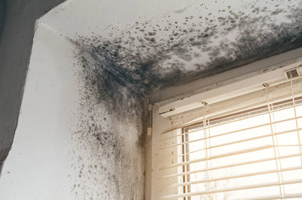 Affordable Black Mold Remediation solutions in Williamsport, MD